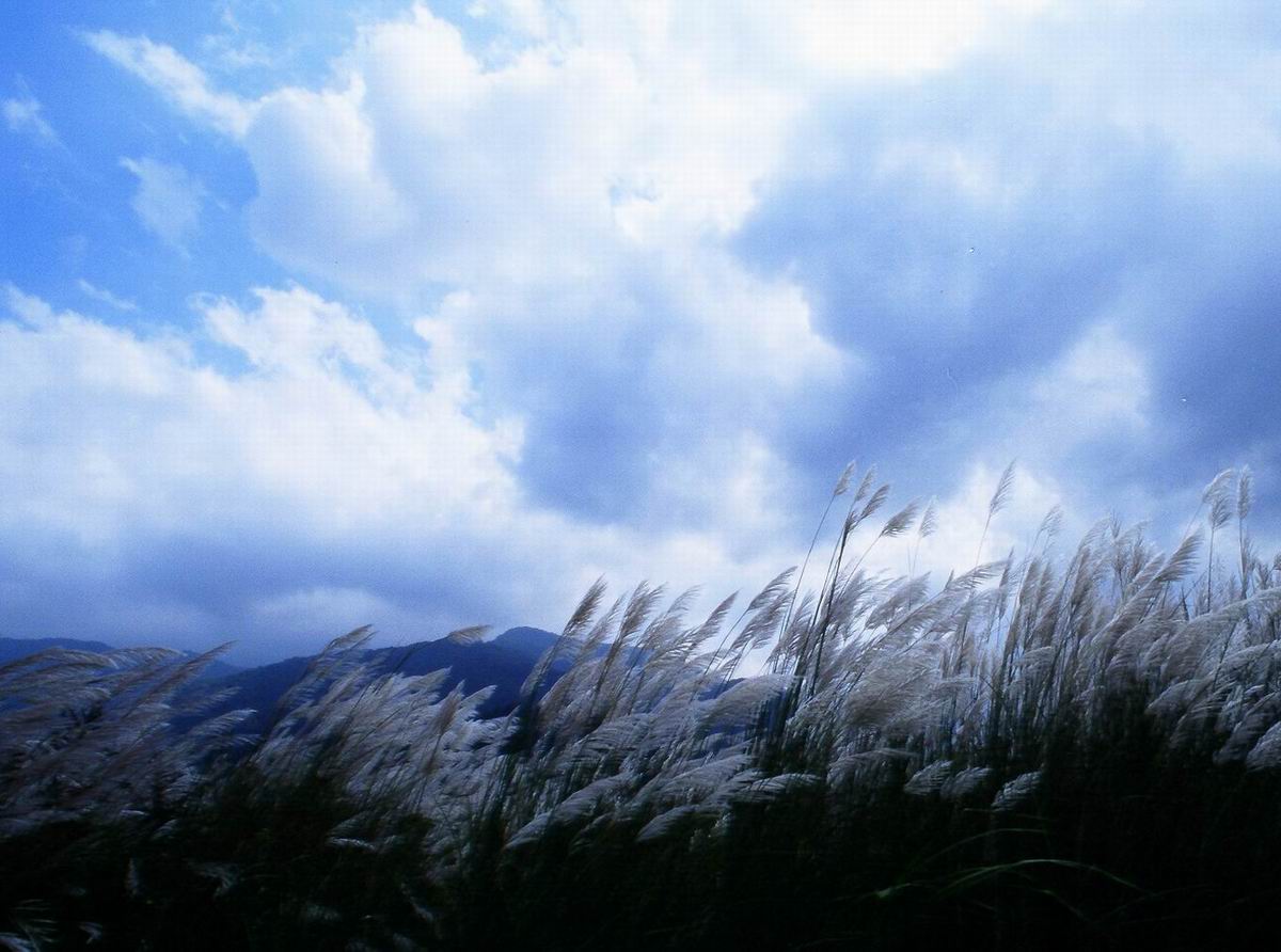 蘭陽溪上氾濫的芒草