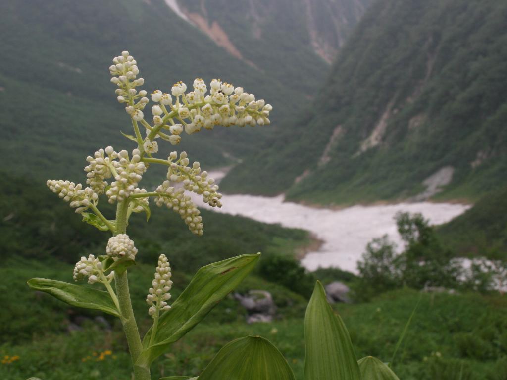 野花處處盛開
