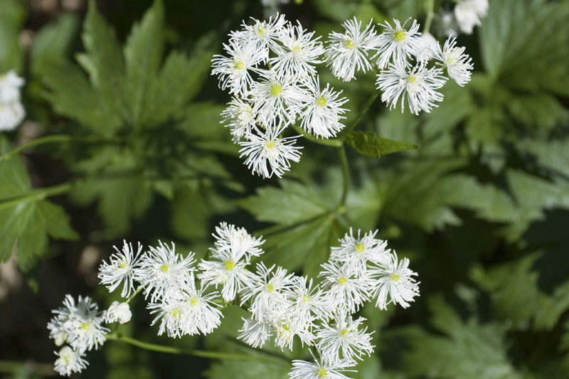 小白花