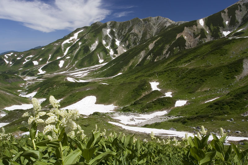 小梅惠草與劍岳前峰