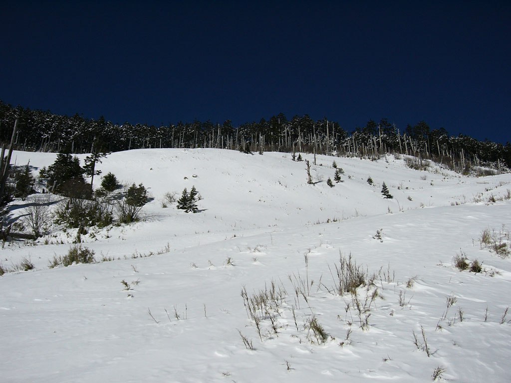 11-白木林變成白雪地了