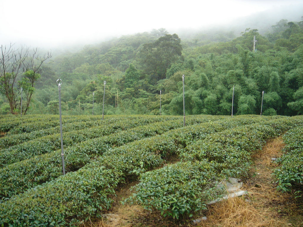 雙峰路茶園