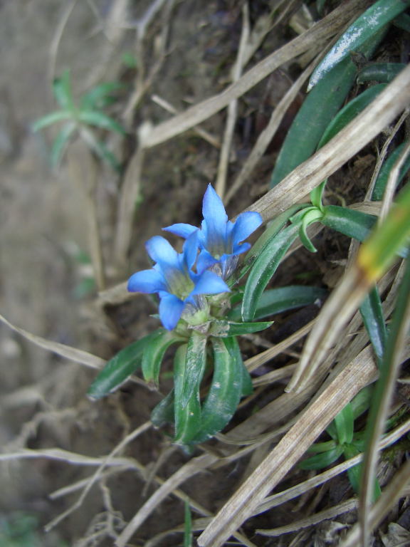 13:09 好特別的小藍花，令人驚艷 (Sorry！也是不知名)