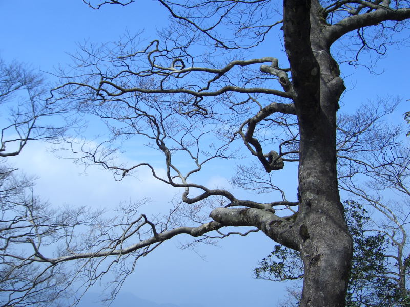 13:36 褪去所有包袱，枝芽也是有型