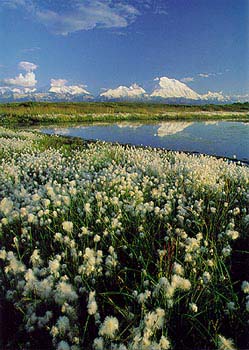 Denali National Park