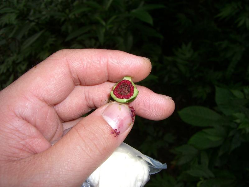 很酷的植物2 
(吃了一半!?)