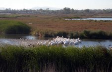 American White Pelican  白鵜鶘