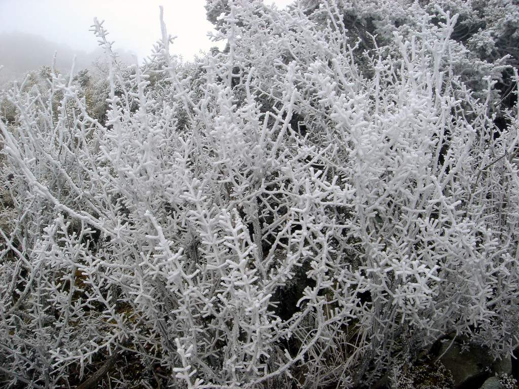 苦中做樂, 欣賞寒冬雪景, 就當作是慶祝耶誕吧!
