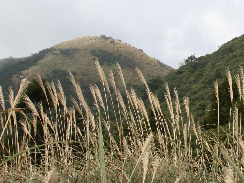 回望芒草後的大屯西峰