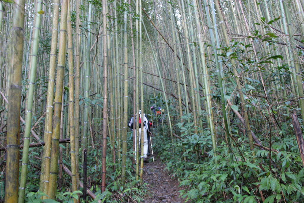 桂竹林