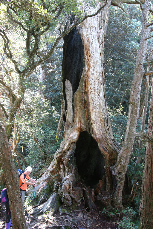 遭雷劈燒焦的中空神木