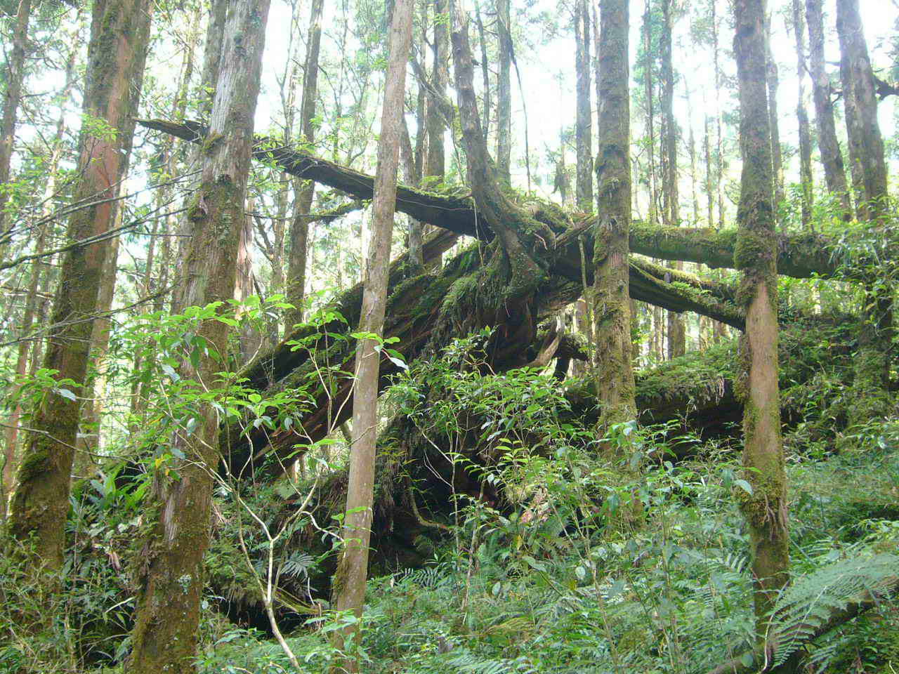 到處都是遭砍伐後的檜木遺跡
