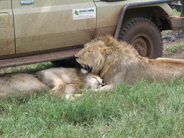 Lions in Ngorongoro Crater, Tanzania