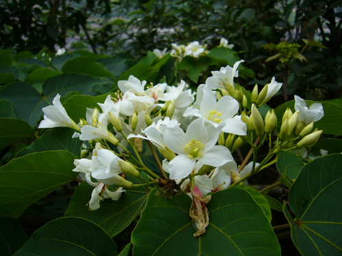 油桐花特寫