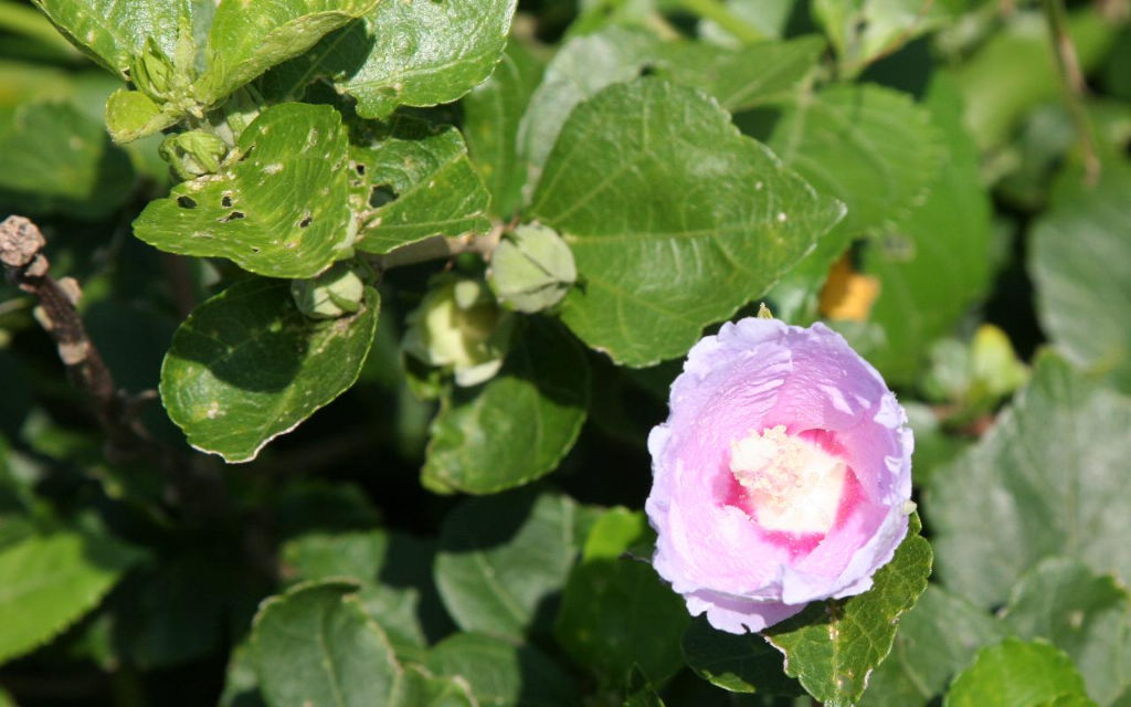 木槿花