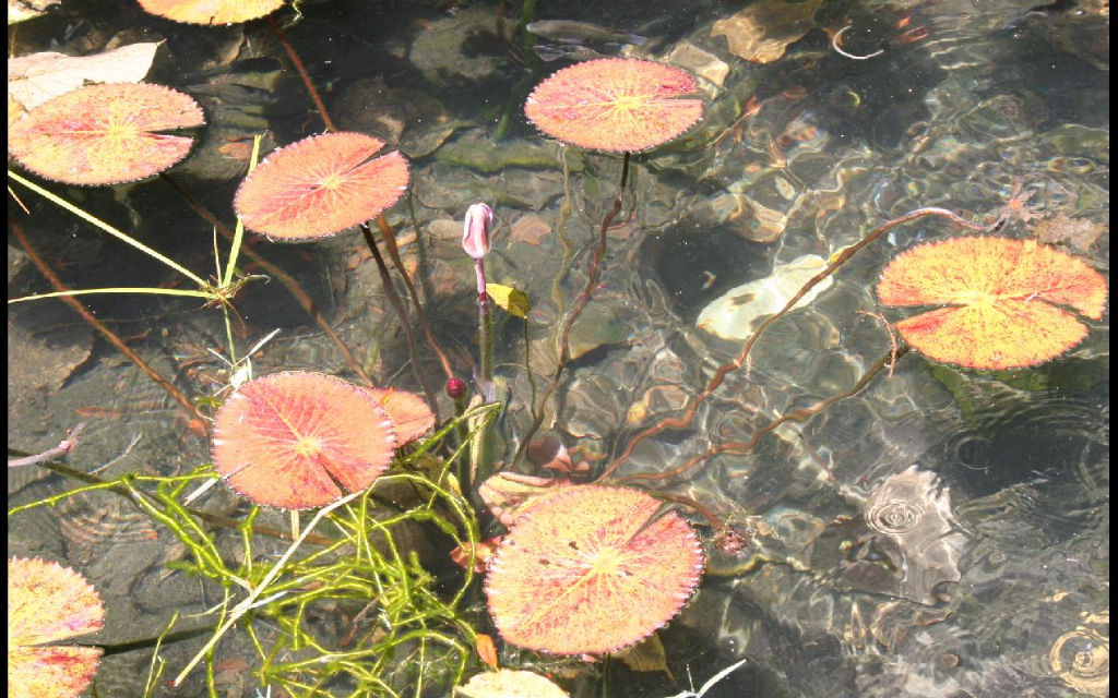 冷泉池的蓮花