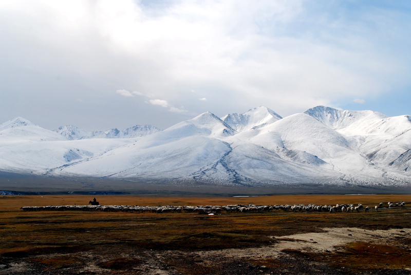 sheep hearding in snow mountains