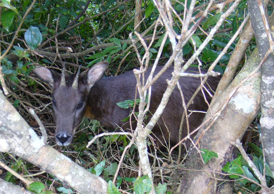 重獲自由的山羌(山羊), 你為何不願離去?