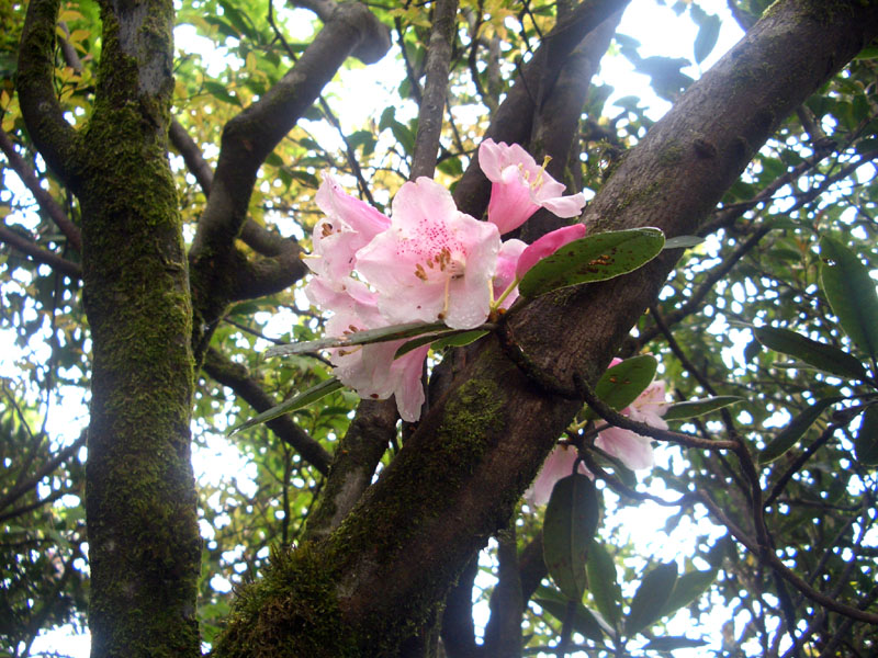 杜鵑樹的花, 斑點在上.