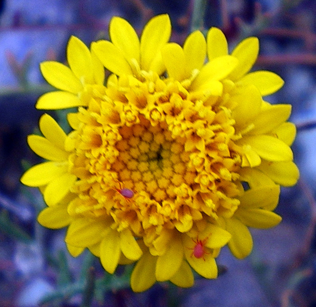 黃色的針插花 Yellow Pincushion