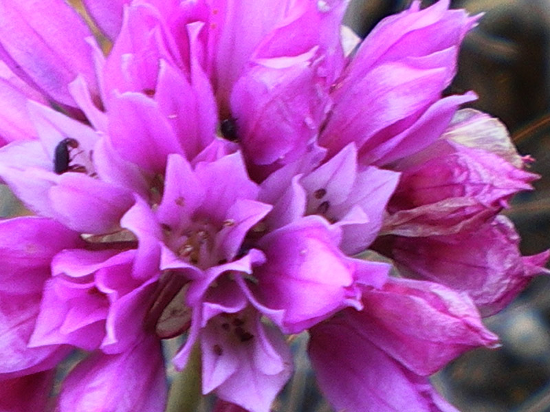 洋蔥花 Jeweled Onion