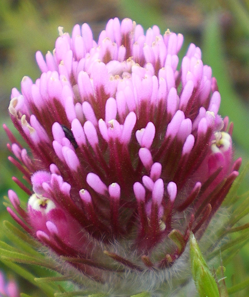 貓頭鷹醡漿草 Owl's Clover