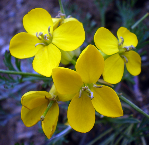 黃色的壁花 Franciscan Wallflower