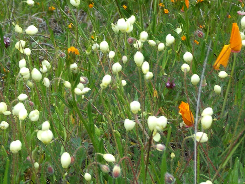 白的奶油杯和橙色的加州罌粟都含苞未放 Creamcup and California Poppy