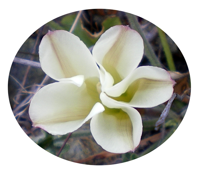 半開合的牽牛花 Morning Glory