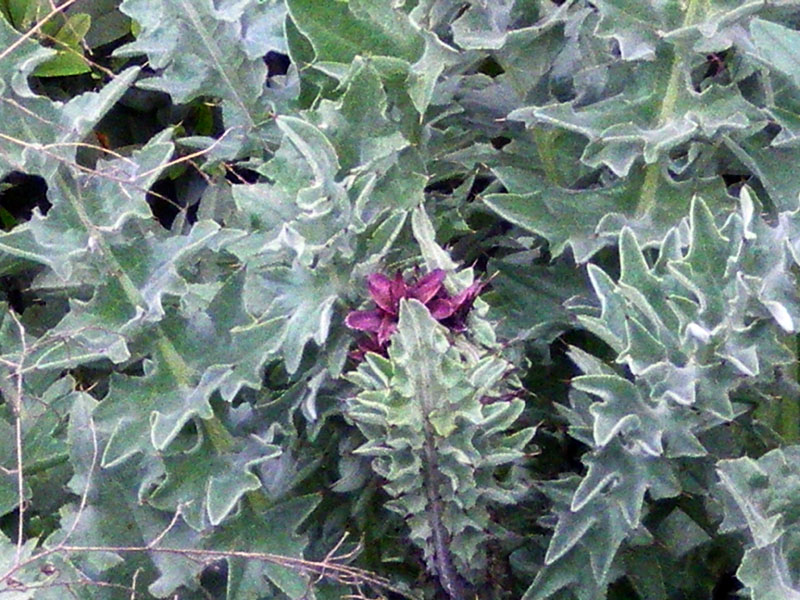 特有種的漢米爾頓山薊 Mt. Hamilton Thistle