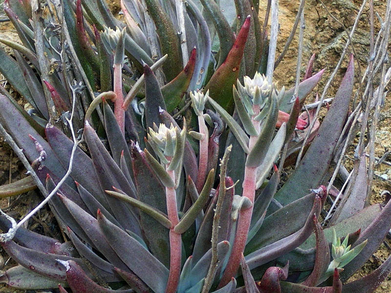 瀕危的聖咳啦啦谷仙女杯 Santa Clara Valley Dudleya