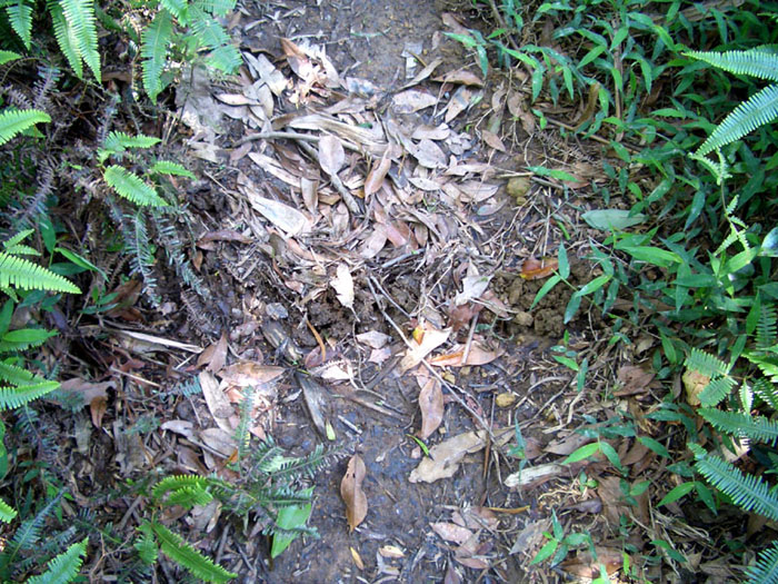鼴鼠的地道(突起)穿過登山小徑