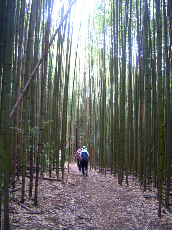 經過竹林