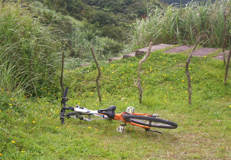 草地上有小黃花