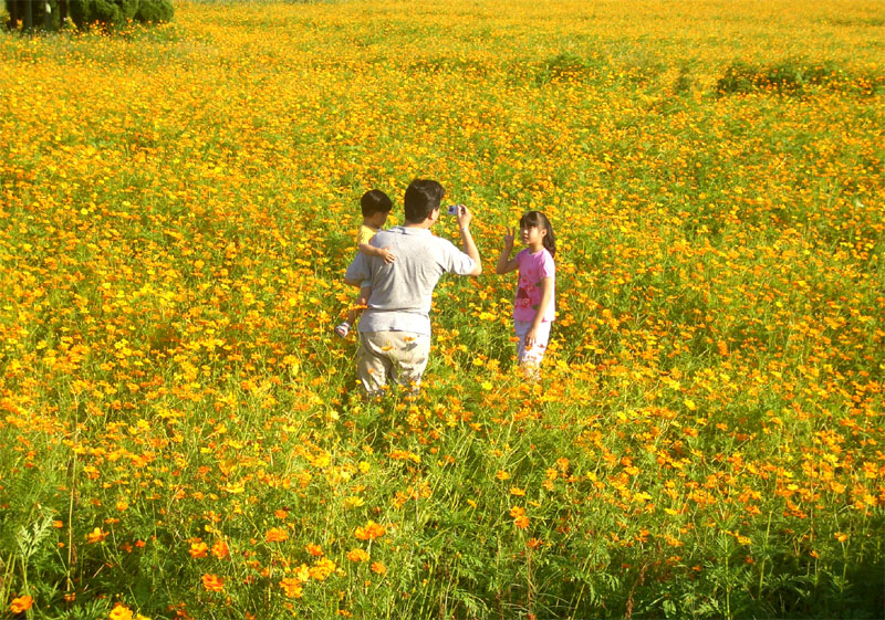金山的一處花田, 爸爸照妹妹.