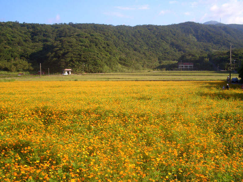 金山的一處花田, 面積很大