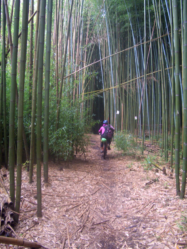 騎經竹林
