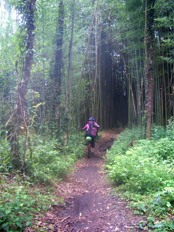 騎進竹林