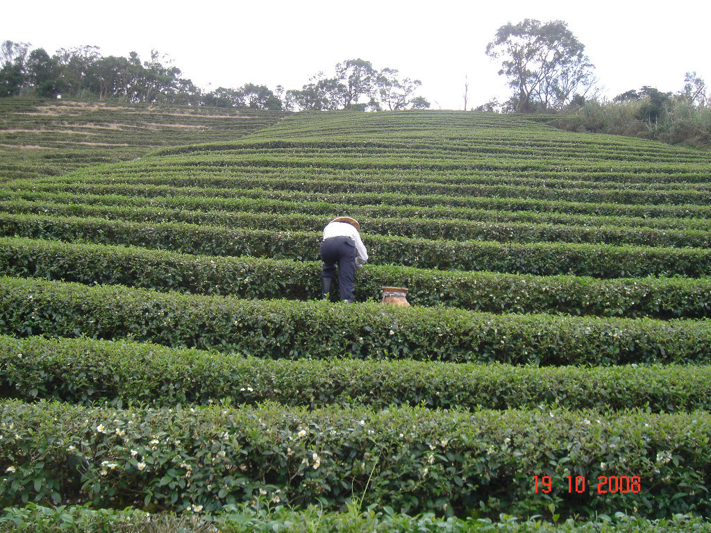 路上亦見茶農採收茶葉