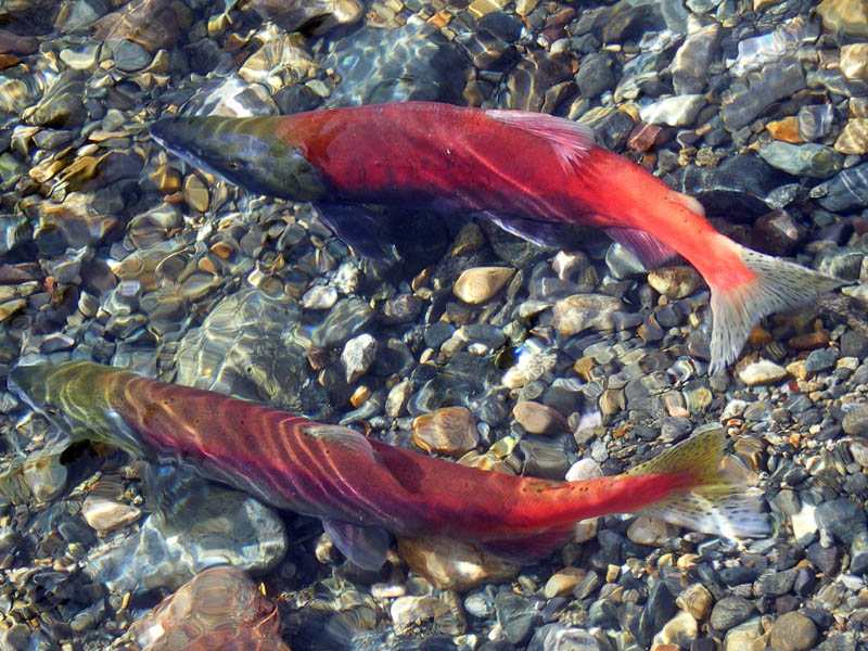 秋之旅： 觀紅鮭魚洄游