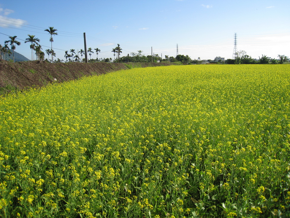 花蓮吉安自行車道旁的油菜田