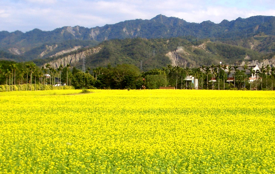 亮麗的油菜花. 在冬季, 田裏常會種油菜, 待春季時, 油菜便被攪入土中, 作為肥料.