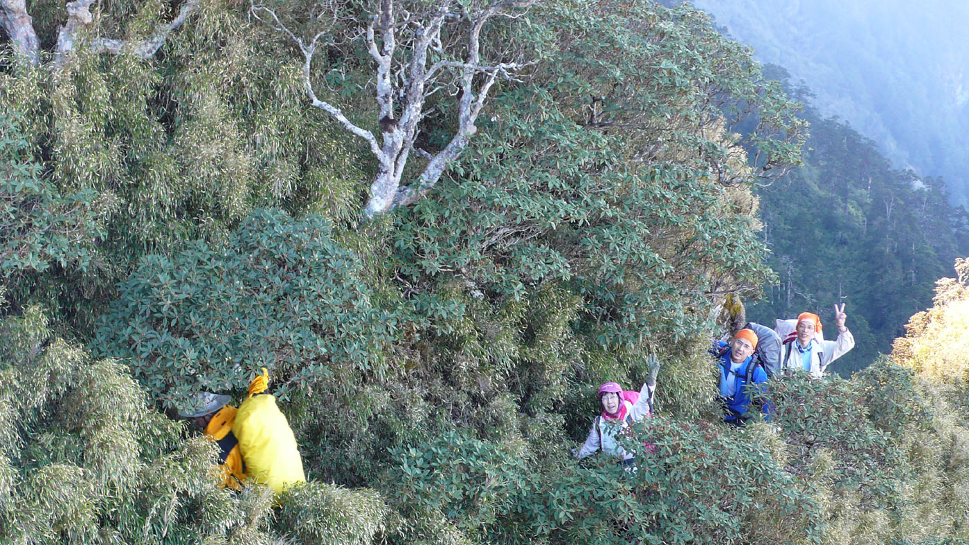 能高南峰前又高又密的箭竹林