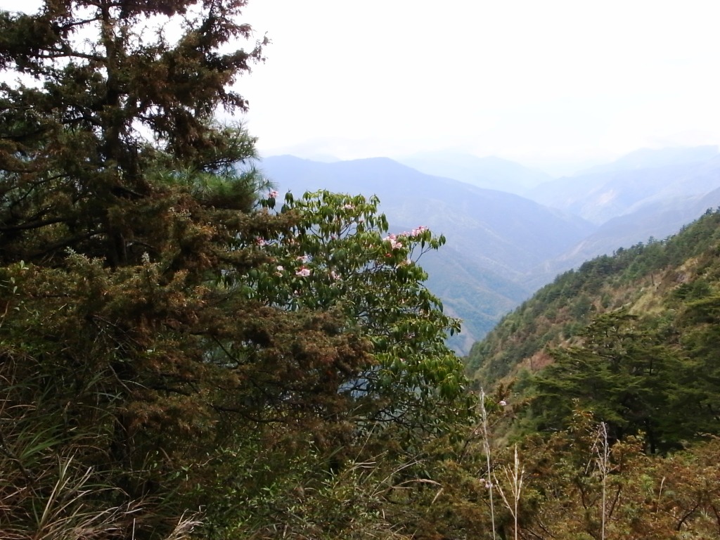 高山杜鵑開始開了