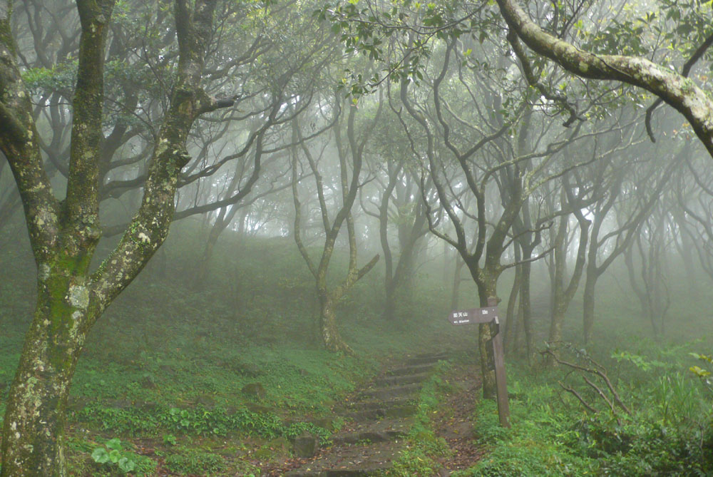 迷霧森林,煙雨濛濛