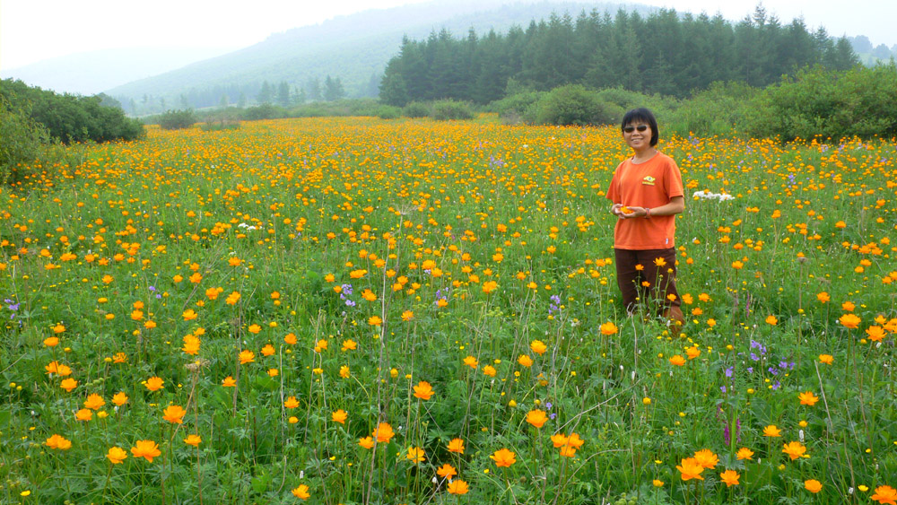 金蓮花海滿山谷