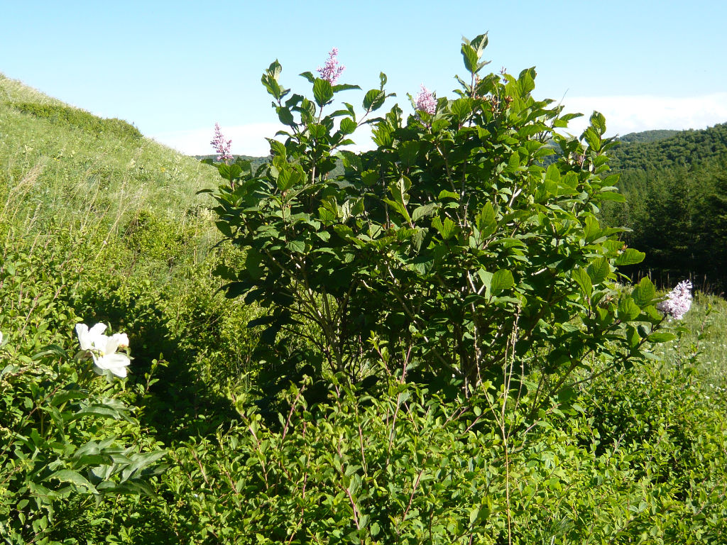 丁香花