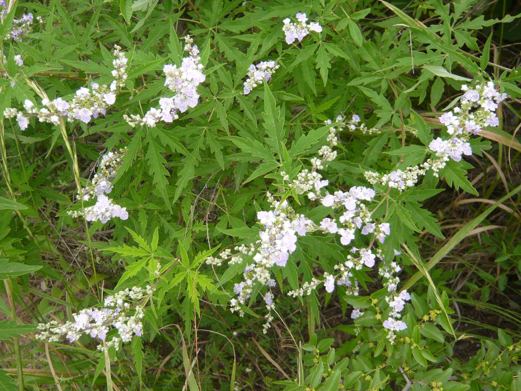 小白花