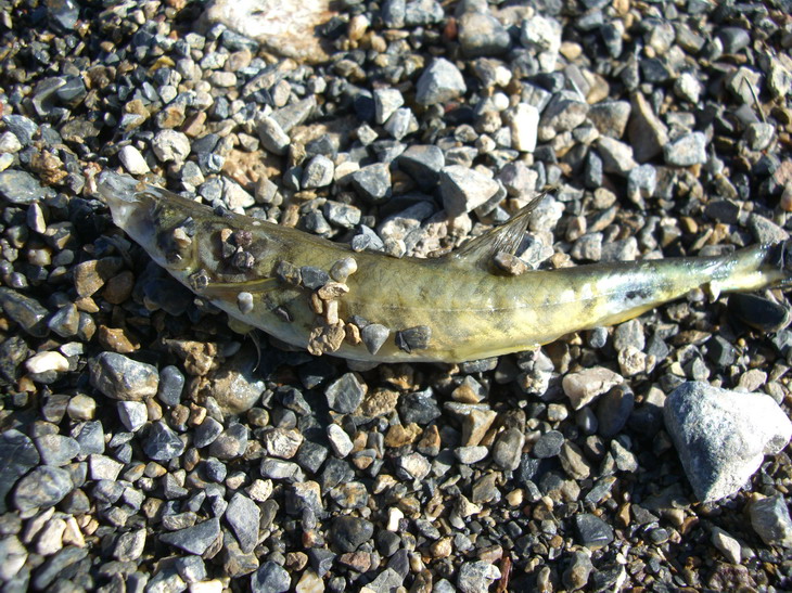 賽里木湖畔，應是來自湖中的魚。