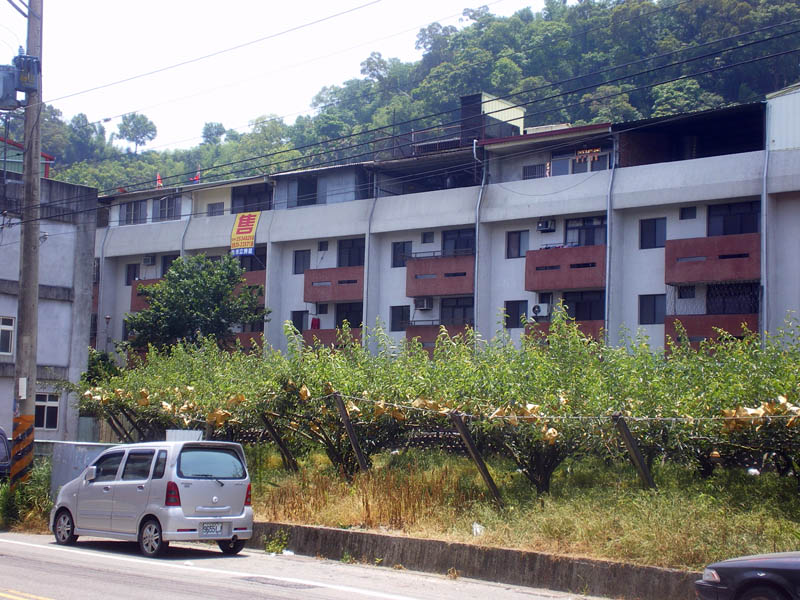 樹上紙袋包著的梨是東勢名產，但這片梨園已快給住宅樓吞噬